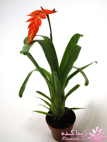 گیاهان آپارتمانی 